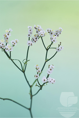 Waxflower                     