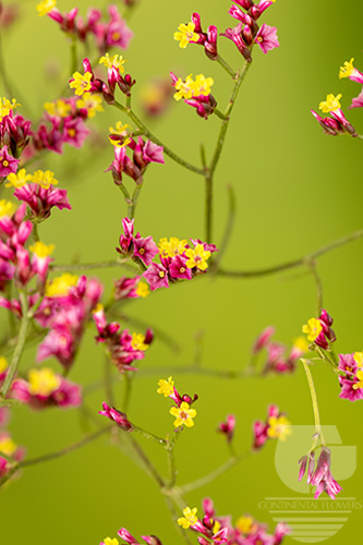 Waxflower                     