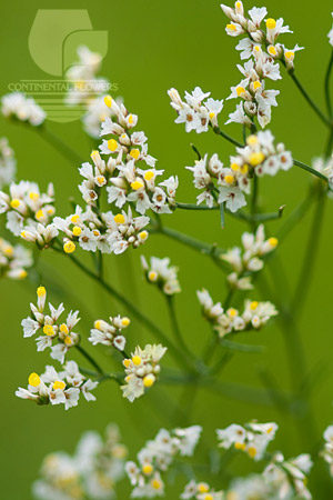 Waxflower                     