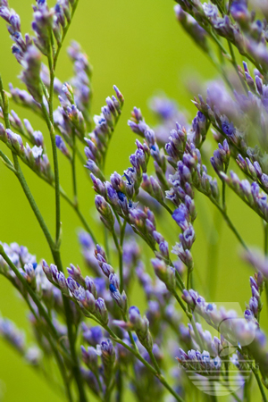 Waxflower                     