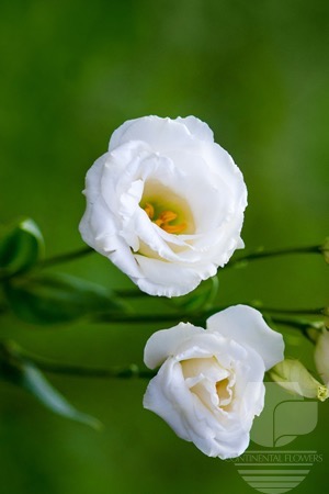 Waxflower                     