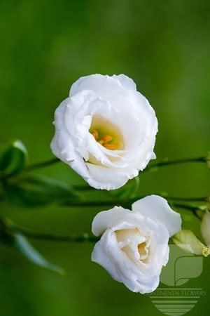 Waxflower                     