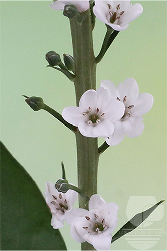 Waxflower                     