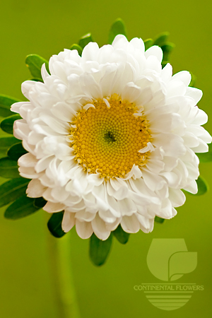 Waxflower