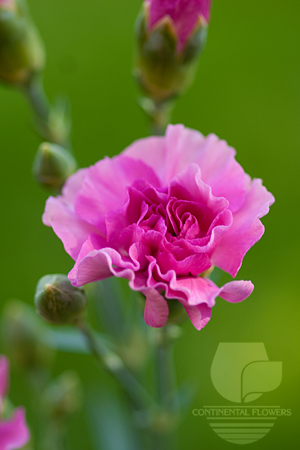 Waxflower                     