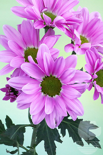 Waxflower
