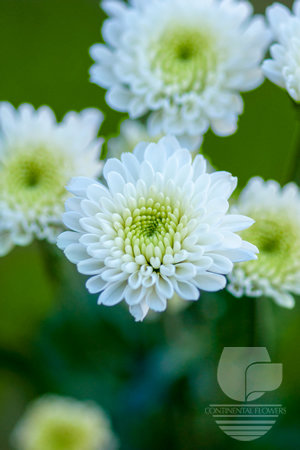 Waxflower                     