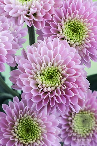 Waxflower