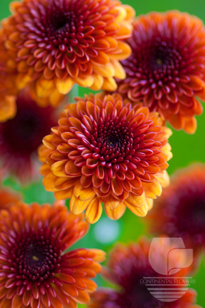 Waxflower