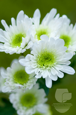 Waxflower