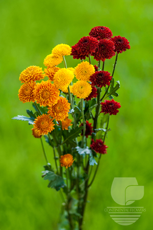 Waxflower                     