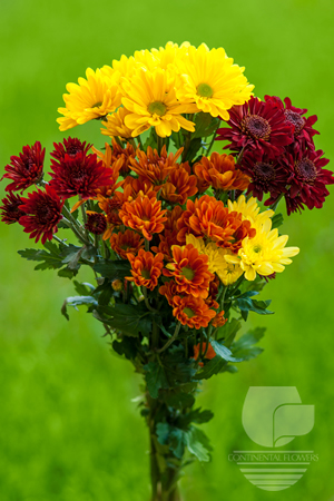 Waxflower