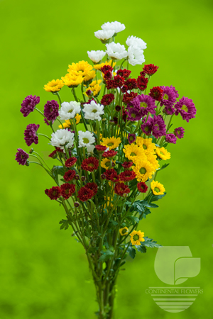 Waxflower