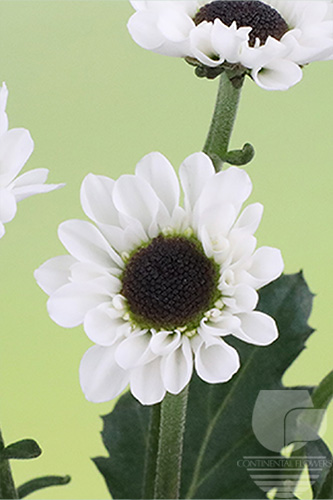 Waxflower                     