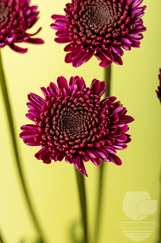 Waxflower                     