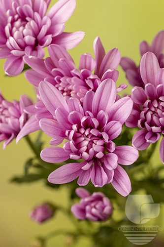 Waxflower