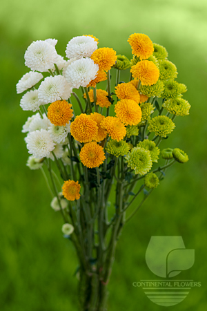 Waxflower                     