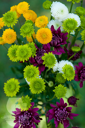 Waxflower                     