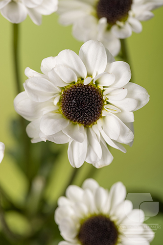 Waxflower                     