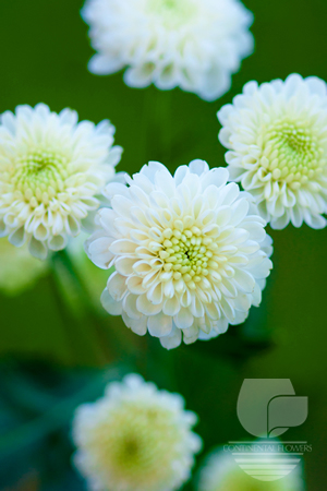 Waxflower                     