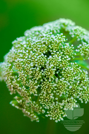 Waxflower                     