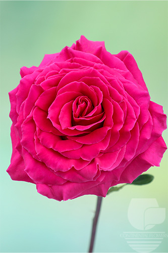 Strawflower