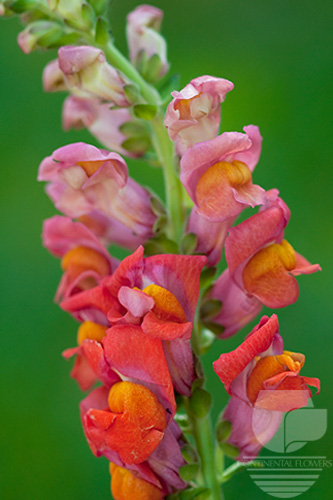 Waxflower                     