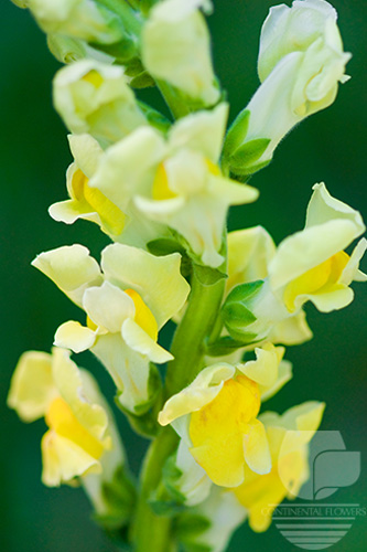 Waxflower                     