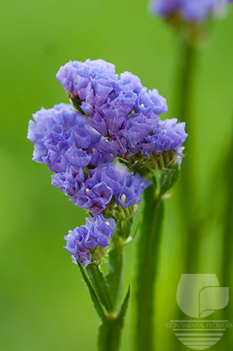 Waxflower                     