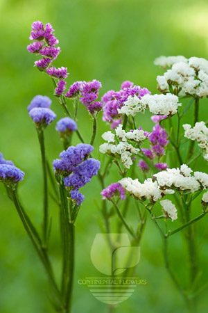 Waxflower                     