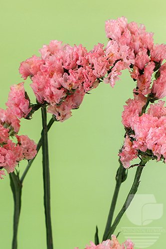 Waxflower