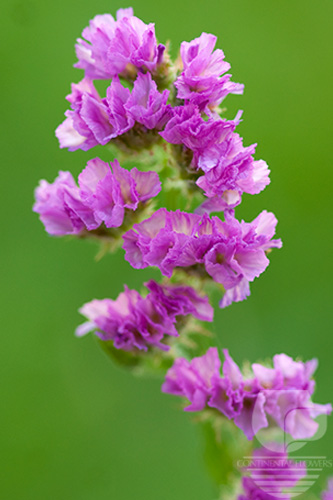 Waxflower                     