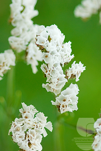 Waxflower                     