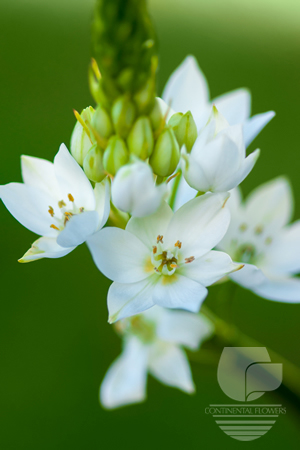 Waxflower                     