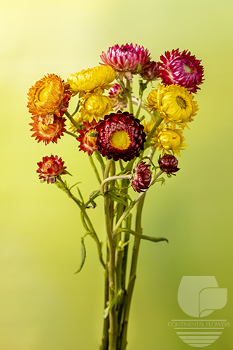 Waxflower                     