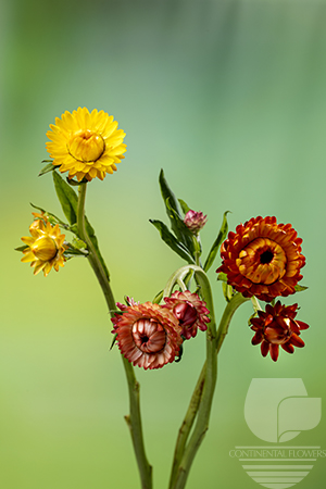 Waxflower                     