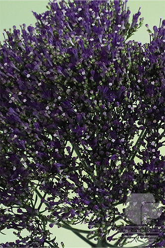 Waxflower
