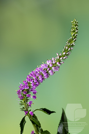 Waxflower                     