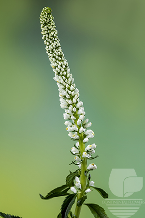 Waxflower                     