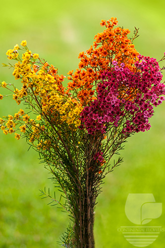 Waxflower                     