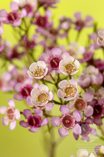 Waxflower                     