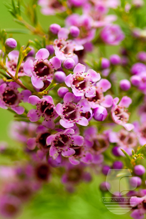 Waxflower                     