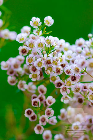 Waxflower                     