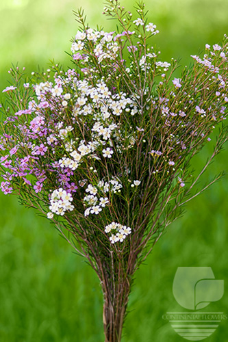 Waxflower                     