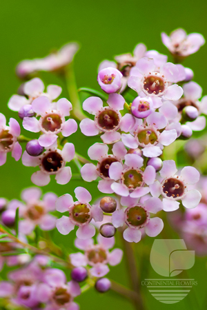 Waxflower                     