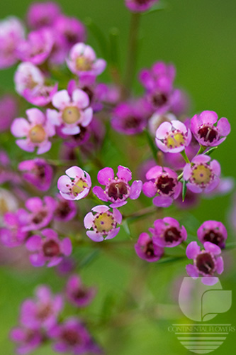 Waxflower                     