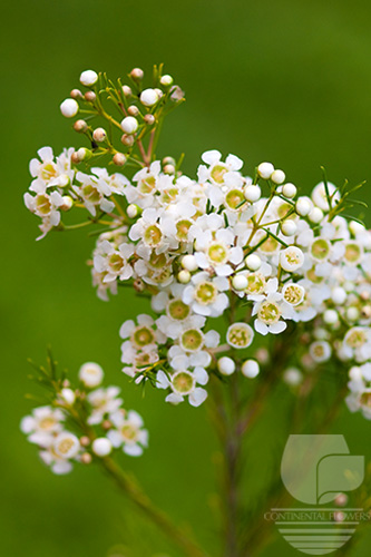 Waxflower                     