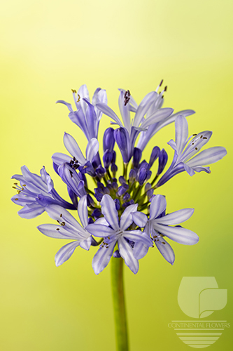 Agapanthus