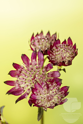 Astrantia