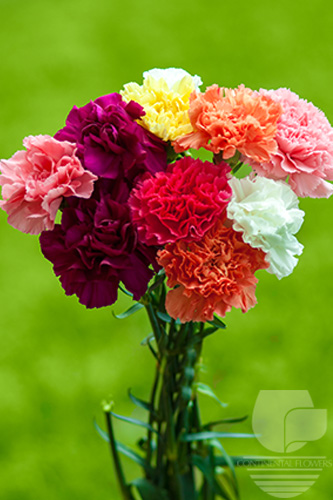 Carnations